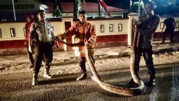 Ular Piton 7 Meter Ditemukan di Depan Mapolres Sinjai, Damkar Evakuasi