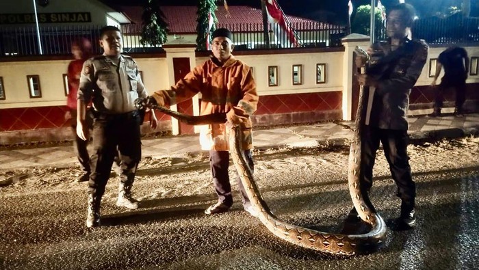 Ular Piton 7 Meter Ditemukan di Depan Mapolres Sinjai, Damkar Evakuasi