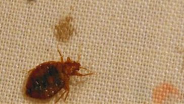 Tips dan Cara Membasmi Kutu Busuk untuk Lingkungan Lebih Sehat