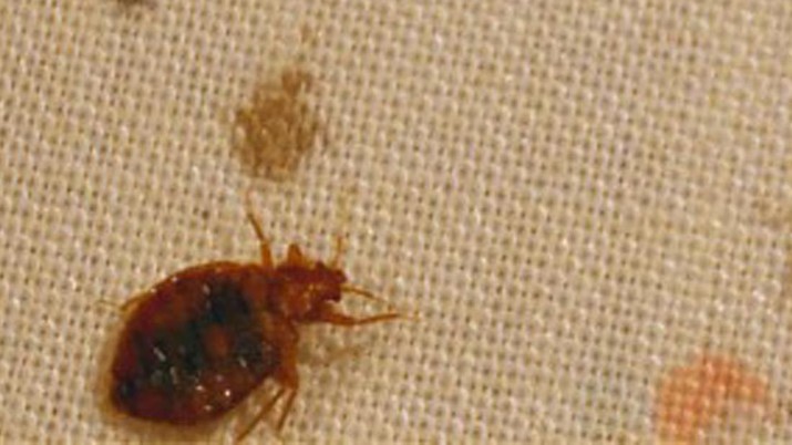 Tips dan Cara Membasmi Kutu Busuk untuk Lingkungan Lebih Sehat