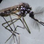 Apa yang Terjadi jika Digigit Nyamuk Wolbachia?