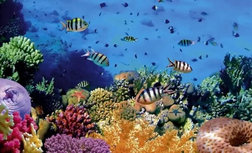 5 Wisata Bawah Laut Terbaik di Indonesia yang Cocok untuk Freediving, Bunaken Salah Satunya!
