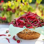 7 Bumbu Dapur Ini Bisa Mengusir Tikus, dari Daun Salam hingga Cabai