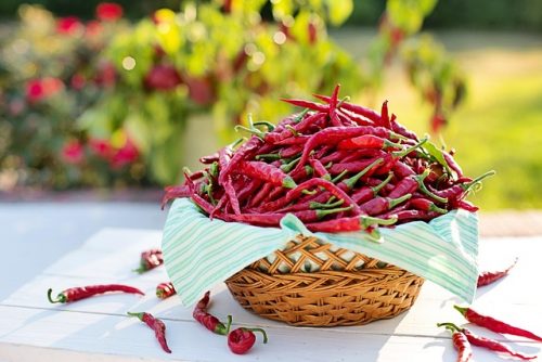 7 Bumbu Dapur Ini Bisa Mengusir Tikus, dari Daun Salam hingga Cabai