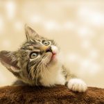 Rekomendasi 5 Hewan Peliharaan yang Mudah Dirawat, Kucing Salah Satunya!