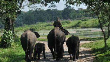 Taman Nasional Way Kambas Resmi Dibuka Lagi dengan Konsep Baru