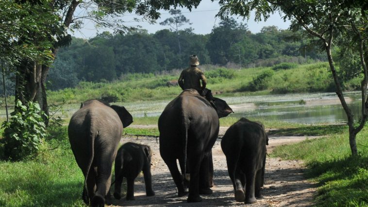 Taman Nasional Way Kambas Resmi Dibuka Lagi dengan Konsep Baru