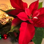 7 Bunga yang Populer untuk Dekorasi Natal, Katsuba Merah Salah Satunya!