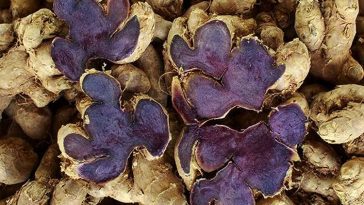 Ini Deretan Manfaat Kunyit Hitam untuk Kesehatan