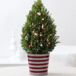 6 Tanaman Hias yang Bisa Gantikan Pohon Natal, Apa Saja?