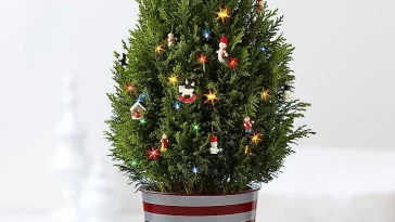 6 Tanaman Hias yang Bisa Gantikan Pohon Natal, Apa Saja?
