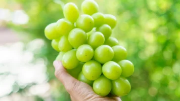 4 Manfaat Konsumsi Anggur Shine Muscat, Kaya Akan Manfaat bagi Tubuh