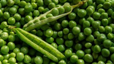 7 Manfaat Kacang Polong Bagi Kesehatan, Turunkan Kolesterol, Diabetes, hingga Menambah Asi