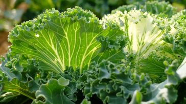 8 Cara Menaikkan Trombosit secara Alami, Perbanyak Sayuran Hijau