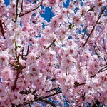 Bunga Sakura Mekar Lebih Awal di Beberapa Kota di Jepang, Ini Jadwalnya