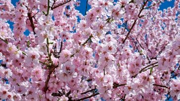 Bunga Sakura Mekar Lebih Awal di Beberapa Kota di Jepang, Ini Jadwalnya
