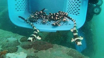 Laporan PBB: Situasi Satwa Liar di Bumi Mencemaskan