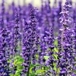 5 Tanaman yang Efektif Redakan Stres, dari Lavender hingga Kemangi