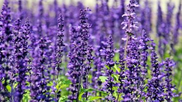 5 Tanaman yang Efektif Redakan Stres, dari Lavender hingga Kemangi