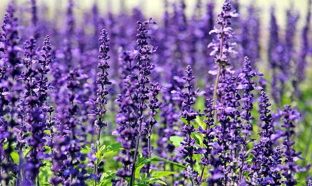 5 Tanaman yang Efektif Redakan Stres, dari Lavender hingga Kemangi