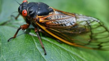 Triliunan Tonggeret Bersiap Menyerbu Amerika, Peristiwa Langka Setiap 200 Tahun Lebih