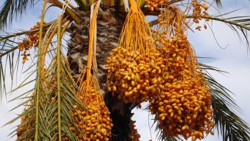 20 Merk Kurma Produksi Israel yang Diseru untuk Diboikot Jelang Ramadhan