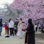 5 Etiket dalam Mengikuti Tradisi Hanami, Menikmati Keindahan Bunga Sakura di Jepang