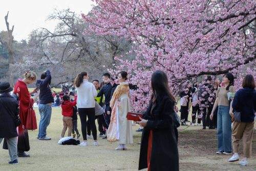 5 Etiket dalam Mengikuti Tradisi Hanami, Menikmati Keindahan Bunga Sakura di Jepang