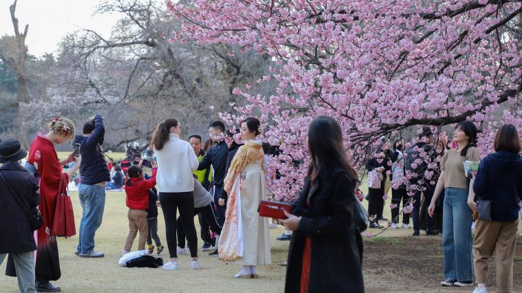 5 Etiket dalam Mengikuti Tradisi Hanami, Menikmati Keindahan Bunga Sakura di Jepang