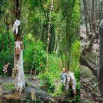 5 Fakta Aokigahara, Hutan Angker di Kaki Gunung Fuji Jepang