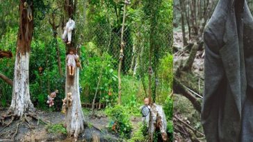 5 Fakta Aokigahara, Hutan Angker di Kaki Gunung Fuji Jepang