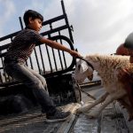 Idul Adha Tahun Ini, Israel Larang Hewan Kurban Masuk Gaza