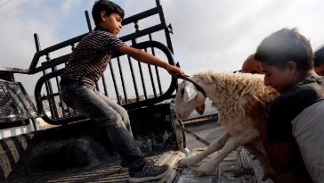 Idul Adha Tahun Ini, Israel Larang Hewan Kurban Masuk Gaza