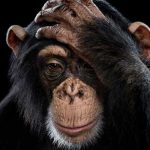 7 Daftar Hewan yang Secara Genetik Berkerabat dengan Manusia