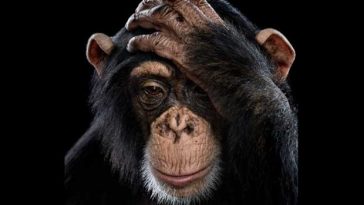 7 Daftar Hewan yang Secara Genetik Berkerabat dengan Manusia