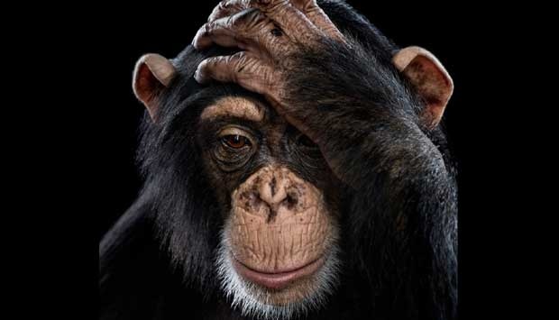 7 Daftar Hewan yang Secara Genetik Berkerabat dengan Manusia