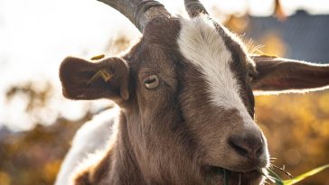 Torpedo Kambing Dipercaya Tingkatkan Gairah Seksual, Mitos Atau Fakta?