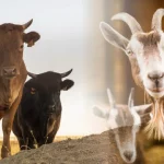 Ini Harga Terbaru 2024 dan Tips Beli Hewan Kurban Idul Adha Terbaik