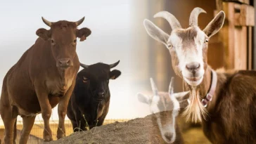 Ini Harga Terbaru 2024 dan Tips Beli Hewan Kurban Idul Adha Terbaik