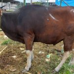 Tips Memilih Hewan Kurban yang Baik Sesuai Syariat dari BRIN