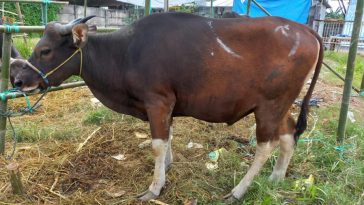 Tips Memilih Hewan Kurban yang Baik Sesuai Syariat dari BRIN