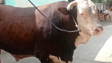 Jokowi Salurkan 68 Ekor Sapi untuk Idul Adha 1445 H, Beratnya Capai 1 Ton