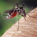 Brasil Laporkan Kematian Pertama di Dunia Akibat Virus Oropouche, Ini Gejalanya