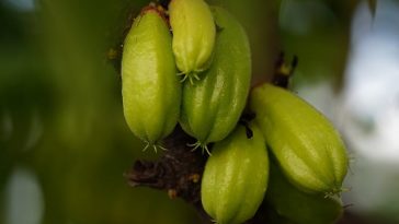 Selain Mengatur Kadar Gula Darah, Ini 5 Manfaat Sehat Belimbing Wuluh