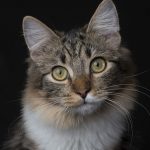 Inilah 8 Fakta Unik Kucing yang Perlu Diketahui