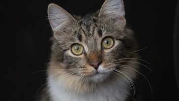 Inilah 8 Fakta Unik Kucing yang Perlu Diketahui