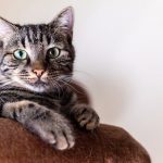 Kenapa Kumis Kucing Tidak Boleh Dipotong?