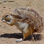 Adakah Hewan Berawalan Huruf X? Ini Daftar Namanya