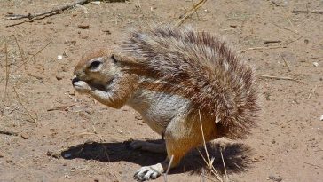 Adakah Hewan Berawalan Huruf X? Ini Daftar Namanya