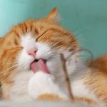 7 Alasan Kucing Suka Menjilat Pemiliknya, Termasuk Cari Perhatian